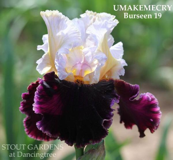 Tall bearded iris 'Umakemecry' with white and purple petals, from 'Stout Gardens at Dancingtree'.