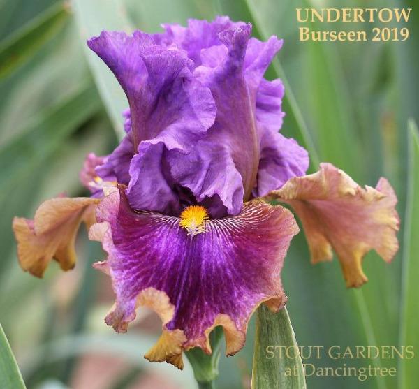 Purple and yellow tall bearded iris flower with 'Undertow Burseen 2019' text on a blurred green background at 'Stout Gardens At Dancingtree'.
