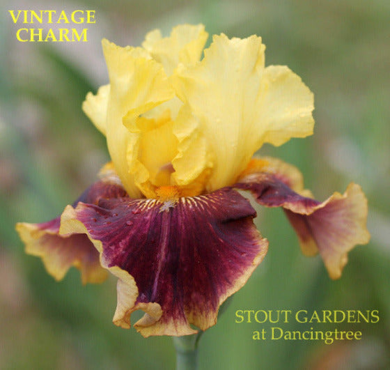 Yellow and purple tall bearded iris flower with 'Vintage Charm' and 'Stout Gardens at Dancingtree' text.