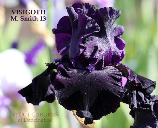 Close-up of a dark purple iris flower with 'Visigoth' and 'M. Smith 13' text at 'Stout Gardens At Dancingtree'.