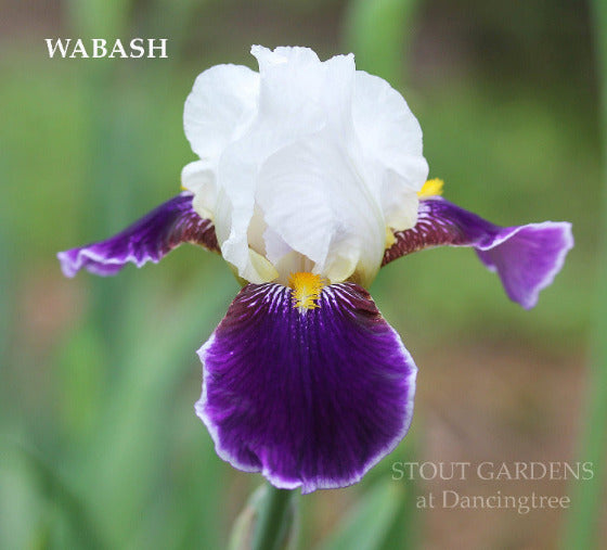 A close-up image of the purple and white bearded iris flower 'WABASH' is shown at 'Stout Gardens At Dancingtree'.