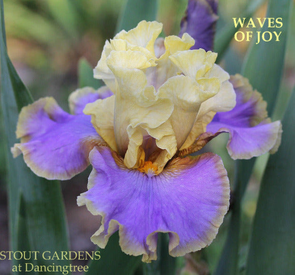 A Tall Bearded Iris with yellow-purple bi-color blooms, named 'Waves of Joy', in full bloom at 'Stout Gardens At Dancingtree'.