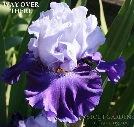 Blue purple and white tall bearded iris flower labeled 'WAY OVER THERE' at 'STOUT GARDENS at Dancingtree'.