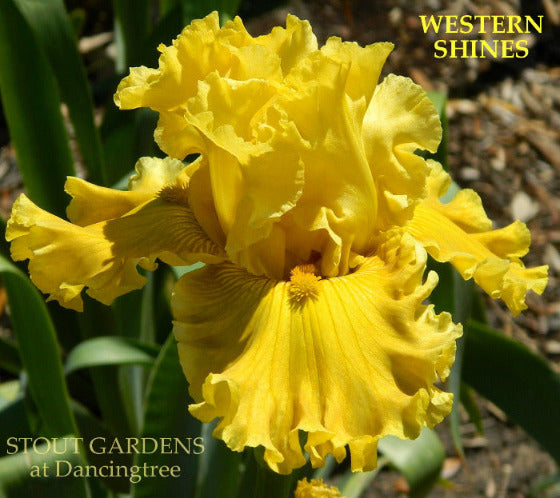 Yellow tall bearded iris flower 'Western Shines' is shown with ruffling at 'Stout Gardens at Dancingtree'.