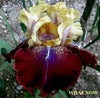 Multicolored tall bearded iris flower with yellow and purple petals on a blurred background