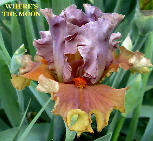 Multicolored  tall bearded iris flower with brown, yellow and violet colors named 'WHERE'S THE MOON' is shown.