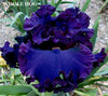 Close-up of a dark purple  tall bearded iris flower with green leaves in the background