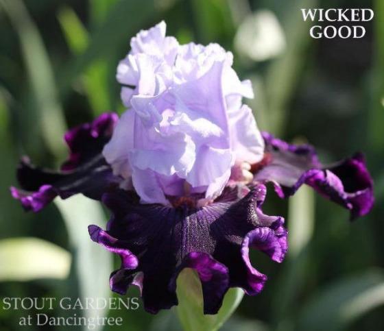 Purple and white tall bearded iris flower 'Wicked Good' is shown at 'Stout Gardens at Dancingtree'.