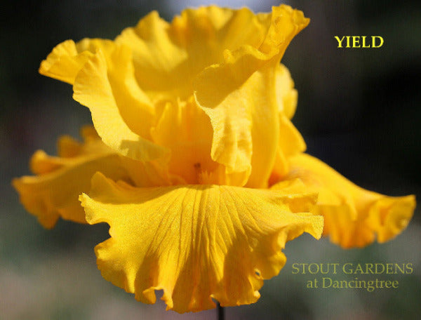 Close-up of  yellow tall bearded iris flower 'YIELD' at 'STOUT GARDENS at Dancingtree'.