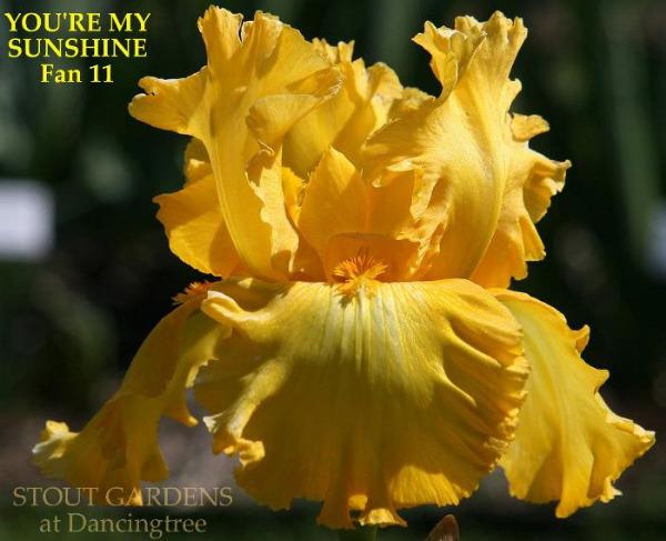 Yellow tall bearded iris flower with text 'YOU'RE MY SUNSHINE ' and 'STOUT GARDENS at Dancingtree' on a blurred background