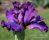 Purple space-age tall bearded iris 'Yuppy Puppy' is shown at 'Stout Gardens At Dancingtree'.