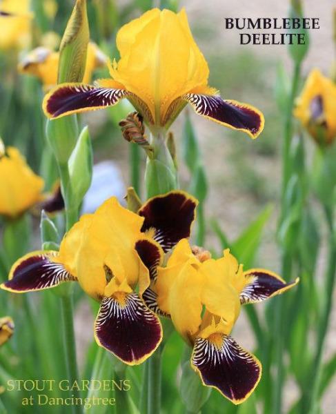 An image of 'Bumblebee Deelite' miniature tall bearded iris with tall green stalks and vibrant yellow and maroon flowers at 'Stout Gardens At Dancingtree'.