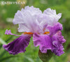 Purple and white space-age tall bearded  iris flower with name 'Cathey's Can' at 'Stout Gardens at Dancingtree'.