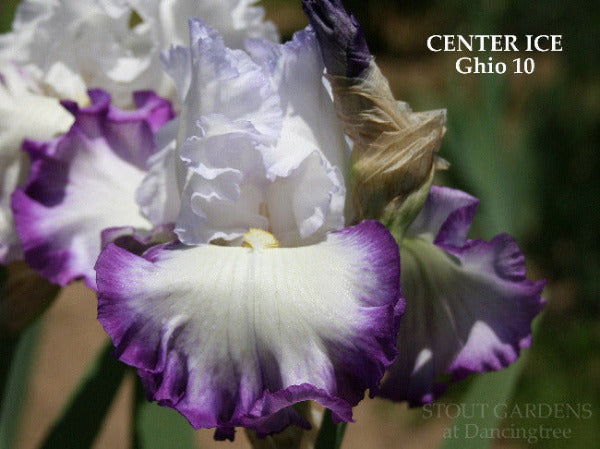 A white tall bearded iris flower with purple band named 'Center Ice' at 'Stout Gardens at Dancingtree'.
