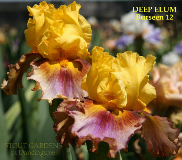 Two yellow and purple tall bearded iris with 'Deep Elum' and 'Burseen' 12 text,  at 'Stout Gardens At Dancingtree'.