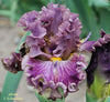 Close-up of tall bearded iris flower 'Fearded Weird' with a blurred background.