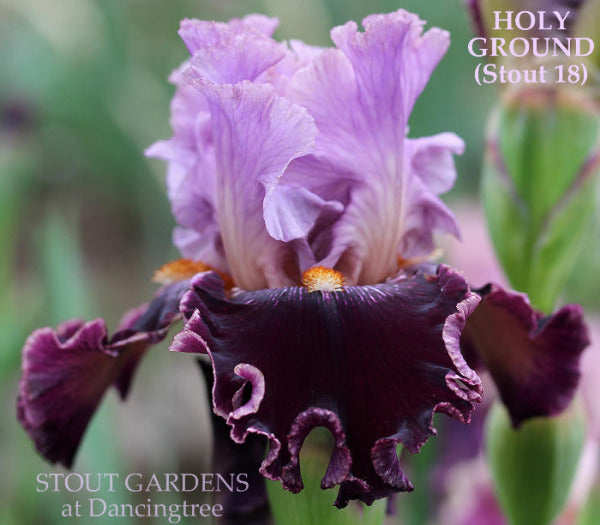 Purple and black tall bearded iris 'Holy Ground'  close-up at 'Stout Gardens at Dancingtree'.