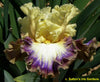 Variegated iris flower with yellow, purple, and white colors on a blurred green background.
