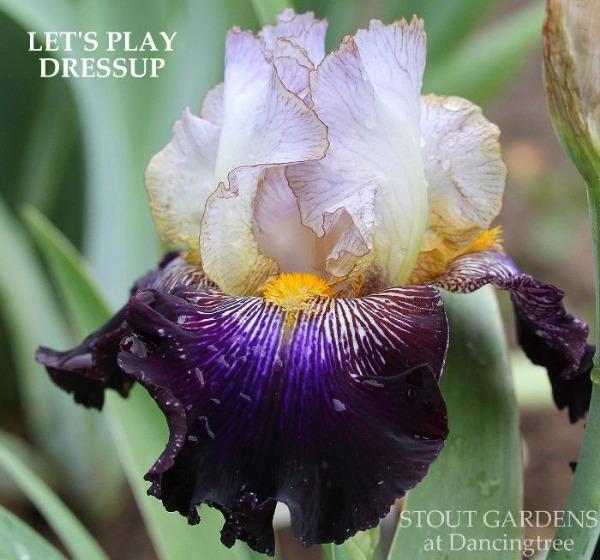 Colorful bi-color tall bearded iris flower with text 'Let's Play Dressup' is shown at 'Stout Gardens at Dancingtree'.