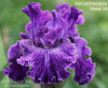 Close-up of a white ground with heavy purple plicata pattern tall bearded iris flower called 'NIGHTNOISE' by Stout at 'Stout Gardens at Dancingtree'.