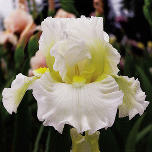 Iris PEACE PRAYER