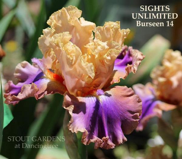 A close-up image of 'Sights Unlimited', a tall bearded iris flower with bi-color petals, predominantly orange and purple, with visible textured veins and horns. Shot by 'Stout Gardens At Dancingtree'.