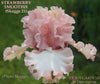 Pink and white frilly tall bearded iris flower with text indicating 'Strawberry Smoothie (Skaggs 21)' and 'Stout Gardens at Dancingtree'.