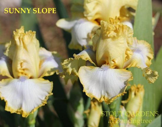 Two tall bearded iris flowers called 'Sunny Slope' are shown with yellow and white flowers with violet beards at 'Stout Gardens At Dancingtree'.
