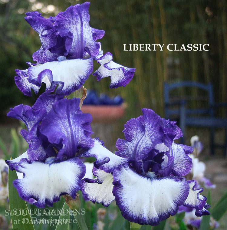 Iris Liberty Classic