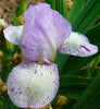 Iris Lite Sprite