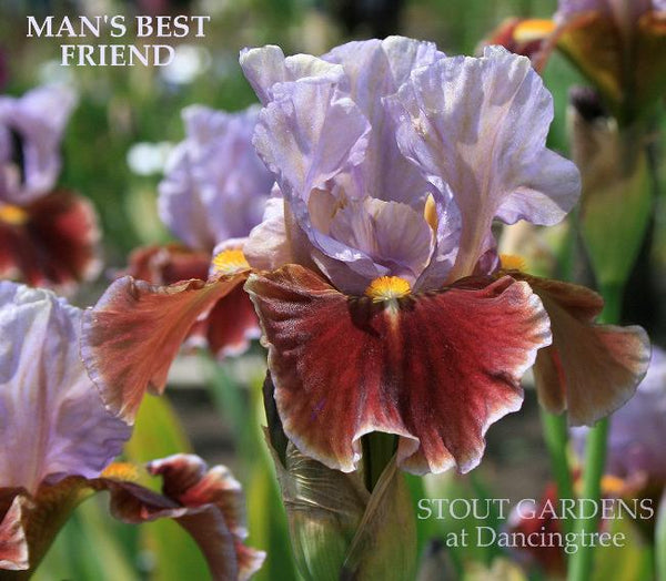 Iris Man's Best Friend