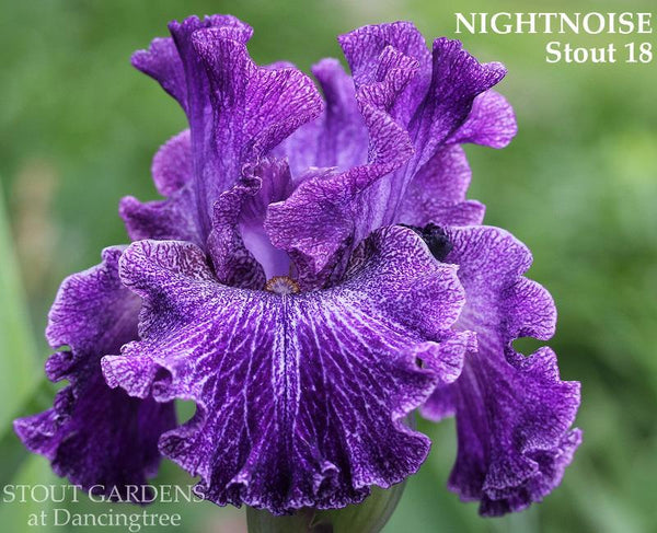 Iris Nightnoise