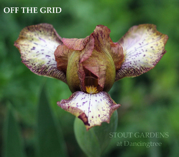Iris Off The Grid