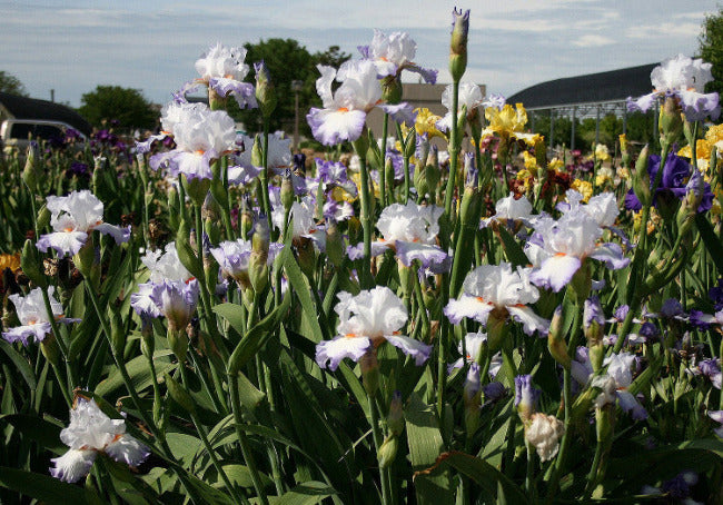 Iris Polestar