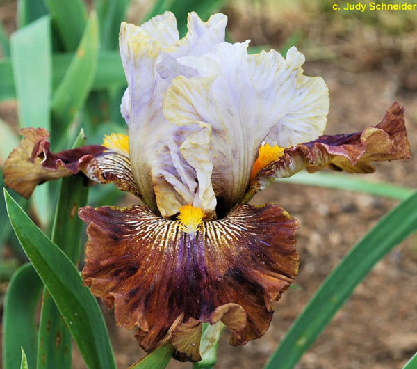 Iris Reality Road