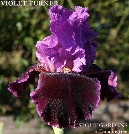 Iris Violet Turner